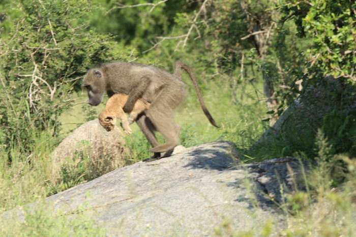A baboon caring for and caring for an adorable tiger cub captured on film