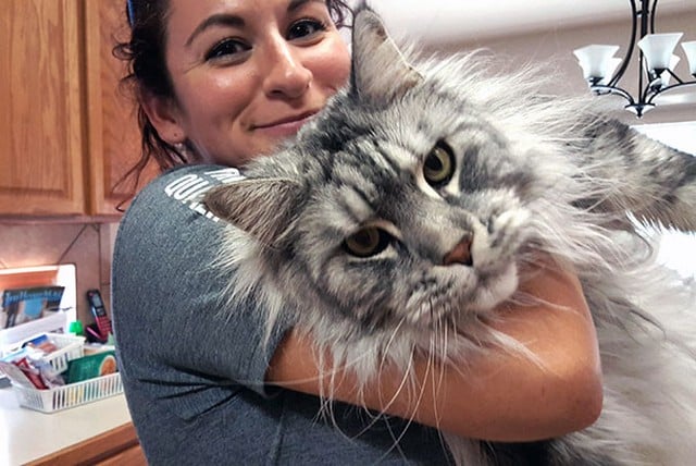 15 Maine Coon Cats That Are So Big