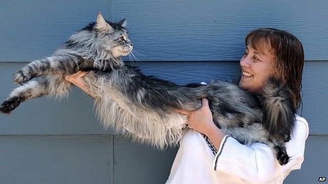 15 Maine Coon Cats That Are So Big