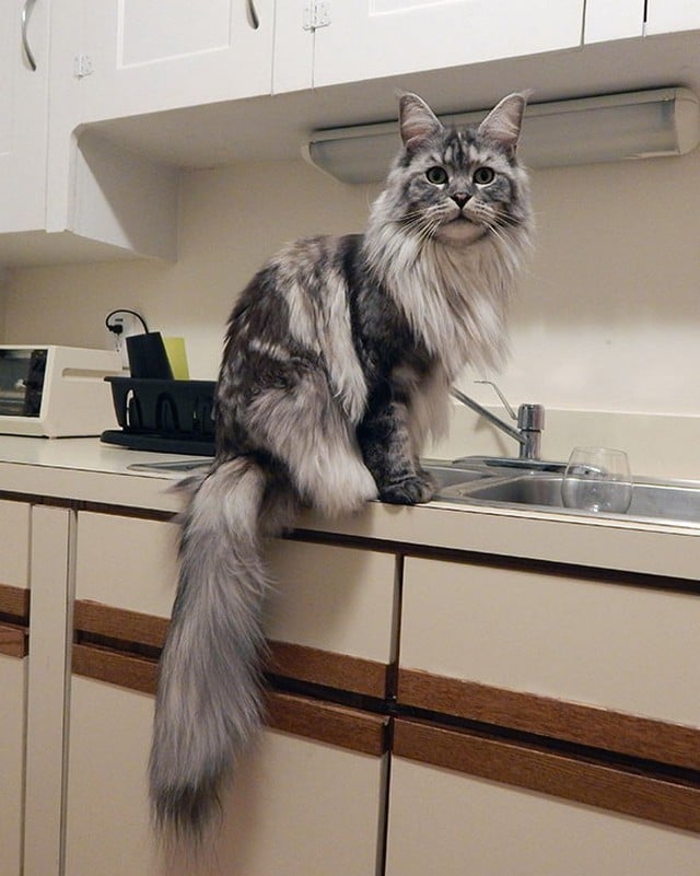 15 Maine Coon Cats That Are So Big