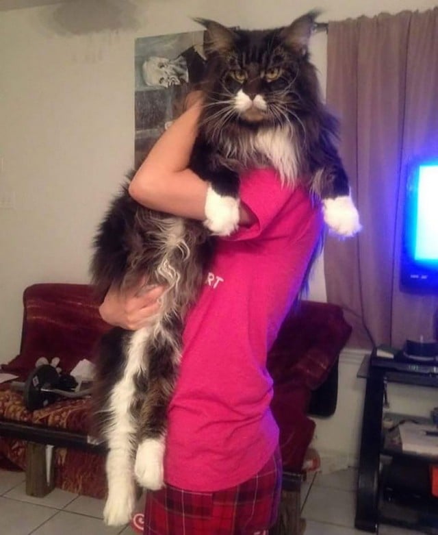 15 Maine Coon Cats That Are So Big