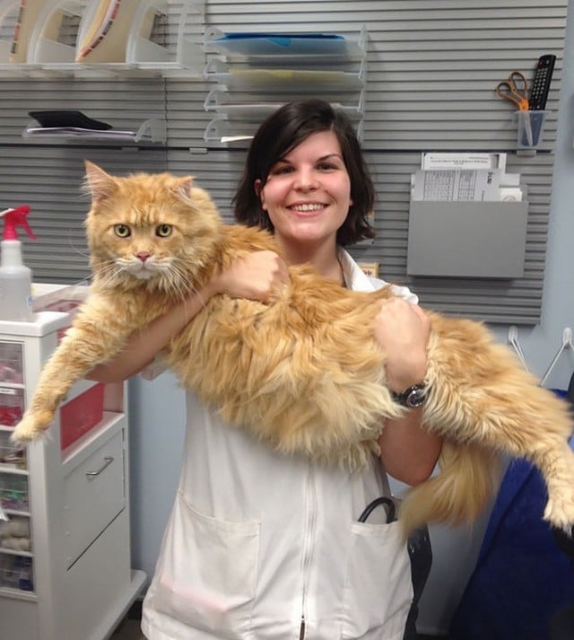 15 Maine Coon Cats That Are So Big