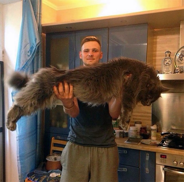 15 Maine Coon Cats That Are So Big