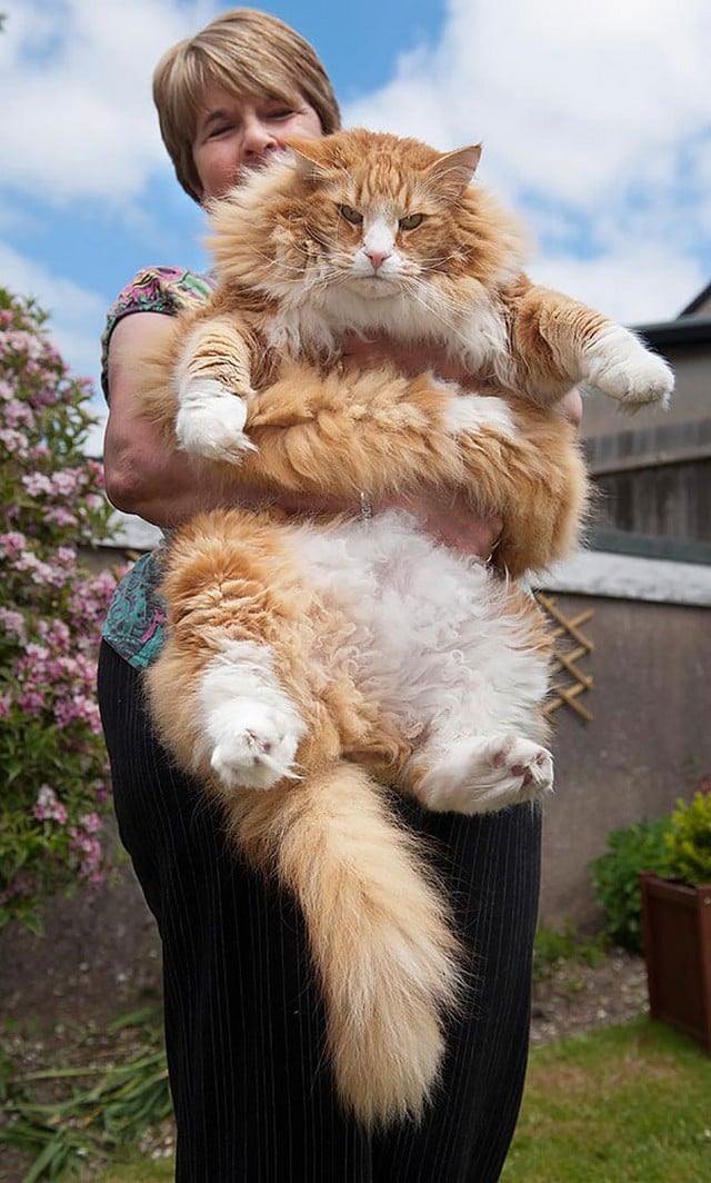 15 Maine Coon Cats That Are So Big