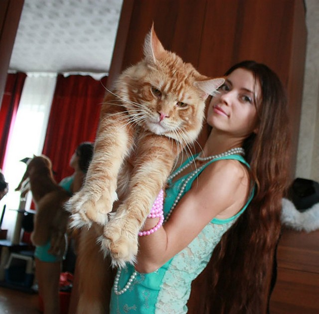 15 Maine Coon Cats That Are So Big