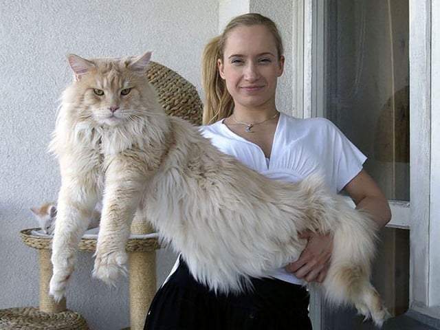 15 Maine Coon Cats That Are So Big