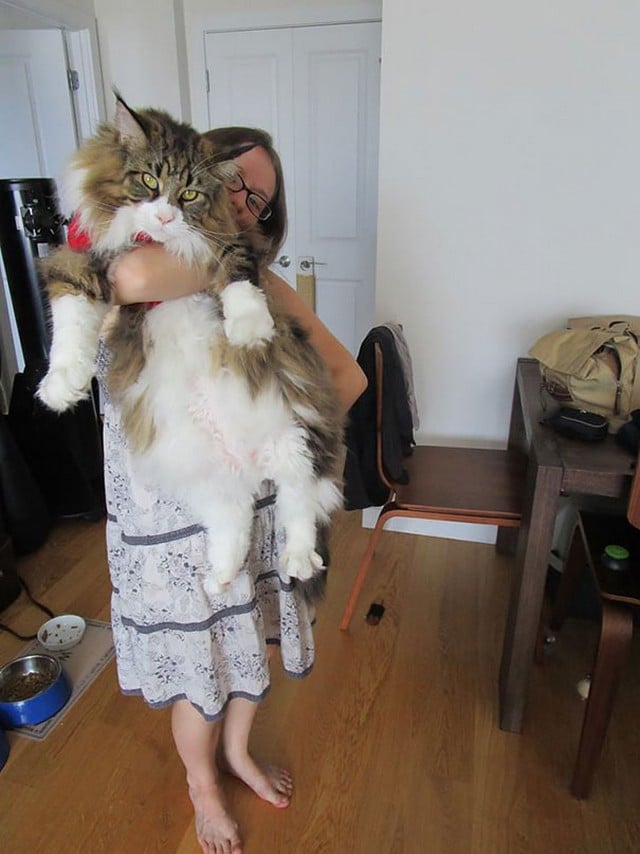 15 Maine Coon Cats That Are So Big