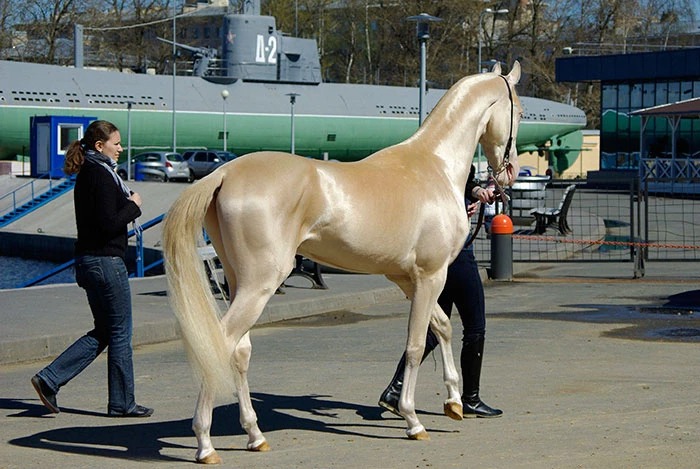 Dubbed "the most beautiful horse in the world", the Akhal-Teke is a brilliant creature that is hard to forget