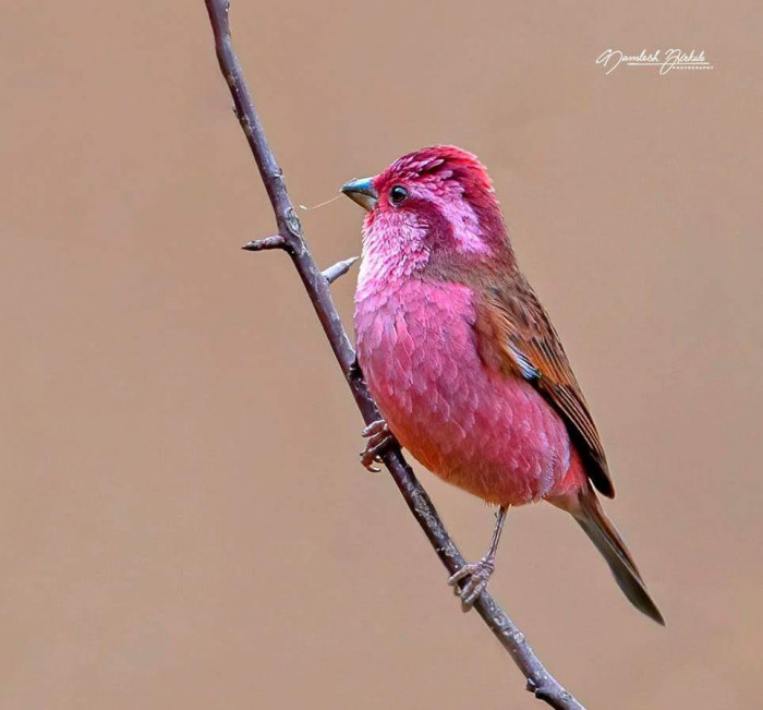 The pink-browed rosefinch is a bird that is almost too beautiful to be true.