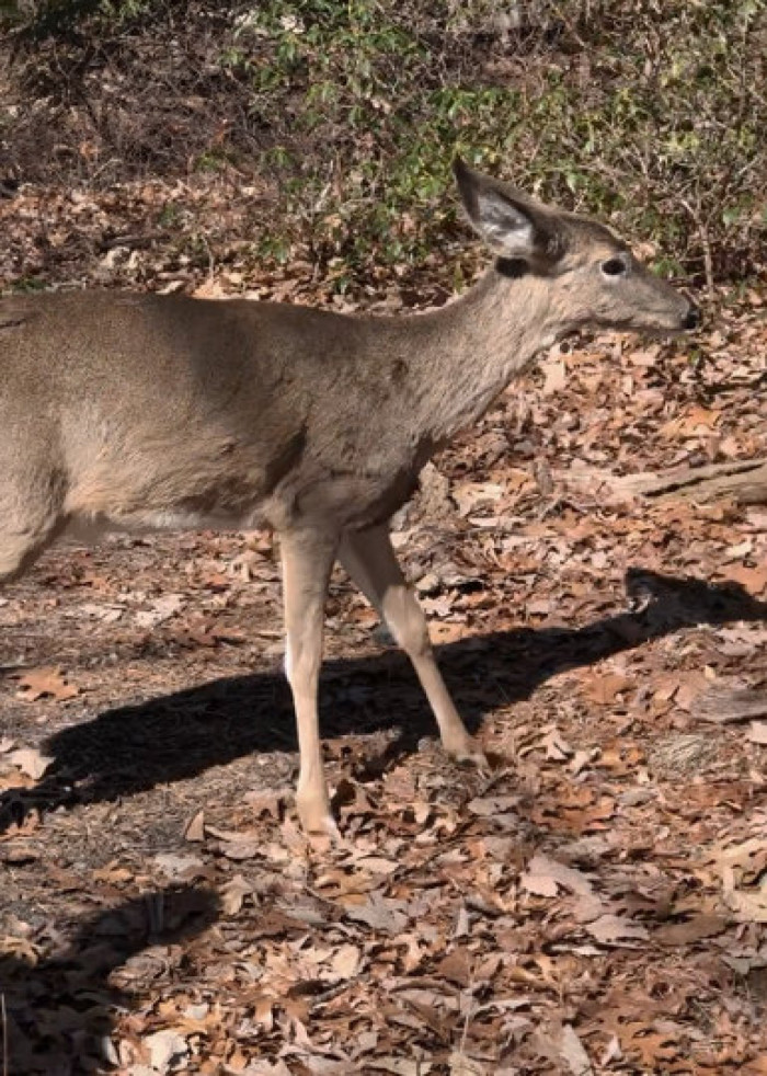 Strange-looking deer rescued after days without food or water