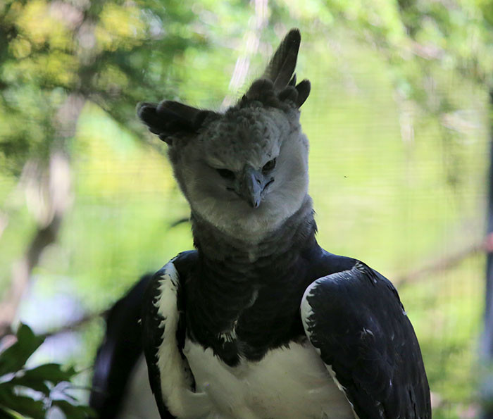 Harpy eagles are so large that they look like a tall human in bird clothing.