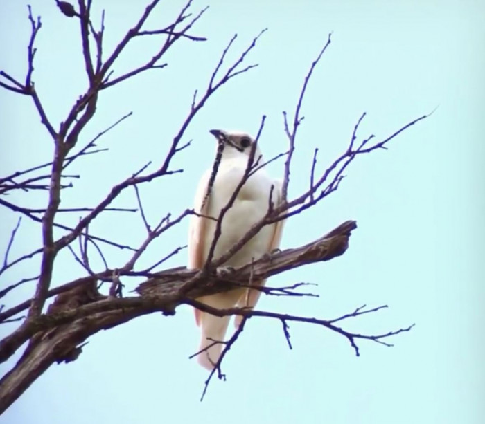 Hear the loudest bird call in the world, rivaling even a jet engine.