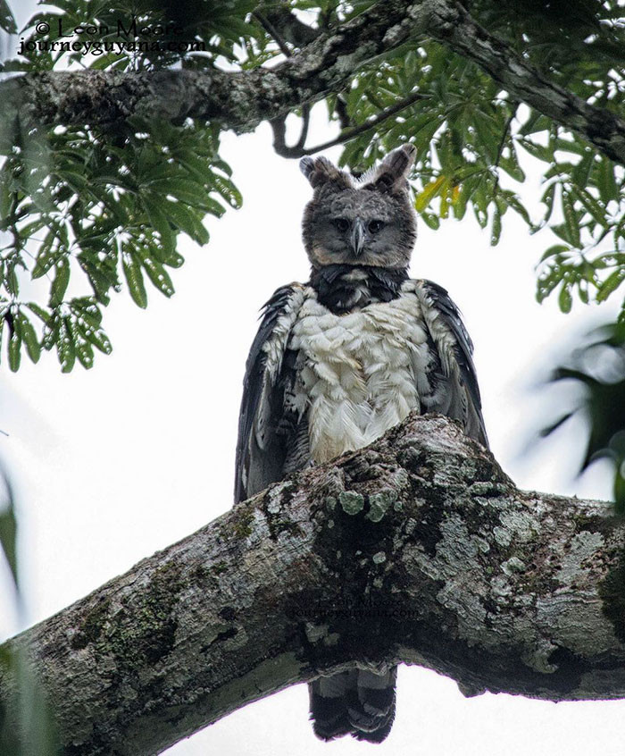 Harpy eagles are so large that they look like a tall human in bird clothing.