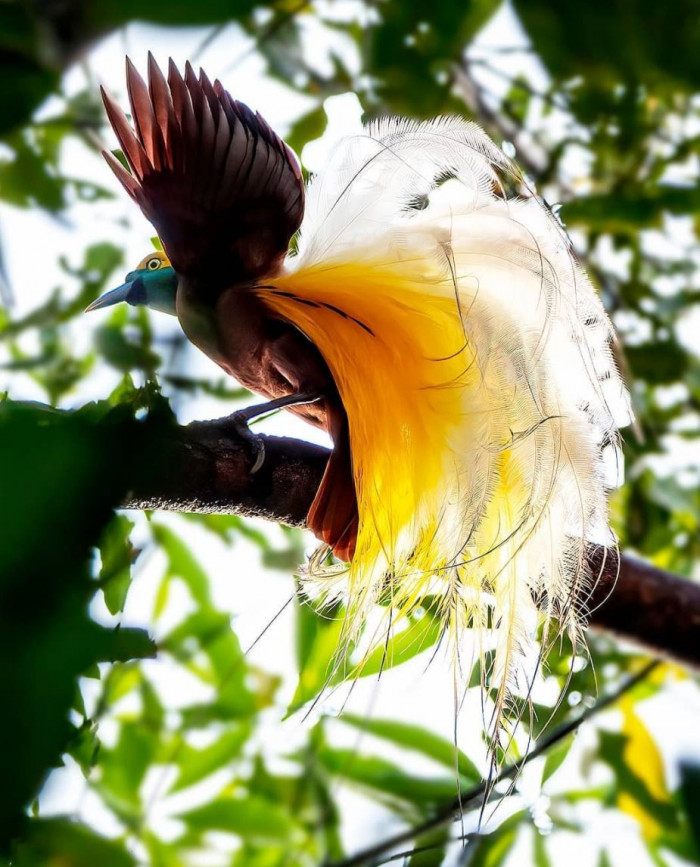 Meet the Lesser Bird of Paradise, a magnificent species covered in gold and emerald green