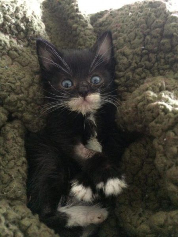 A woman sacrificed her last salary to save a desperate kitten from the rain