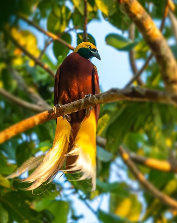 Meet the Lesser Bird of Paradise, a magnificent species covered in gold and emerald green