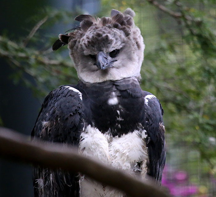 Harpy eagles are so large that they look like a tall human in bird clothing.