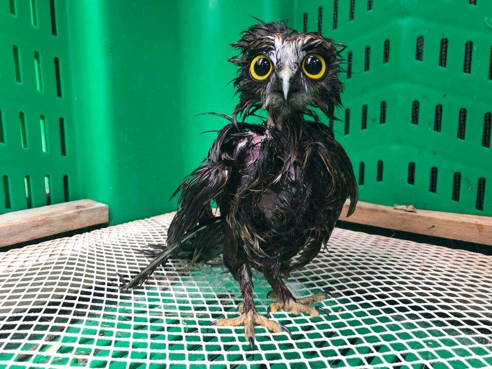 This little rescue owl needed a bath and her photos are surprisingly adorable