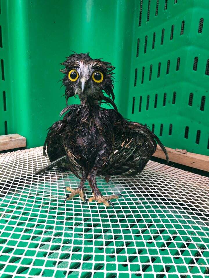 This little rescue owl needed a bath and her photos are surprisingly adorable