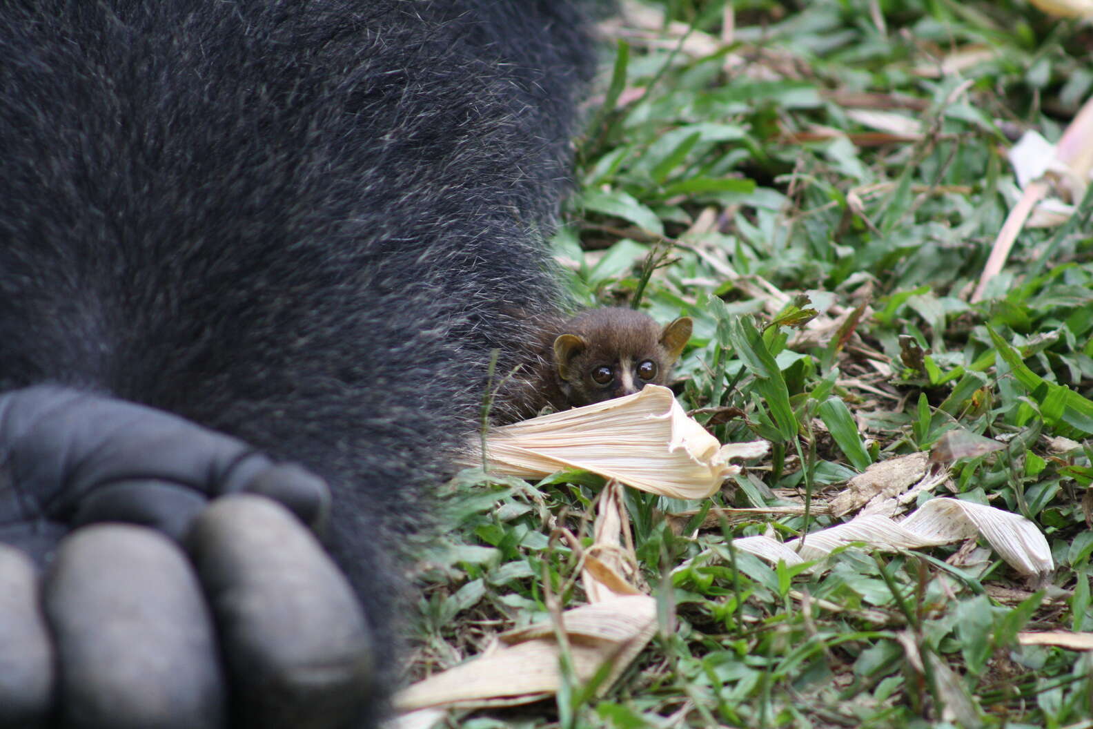 The gentle gorilla discovers the tiniest new friend in the jungle.