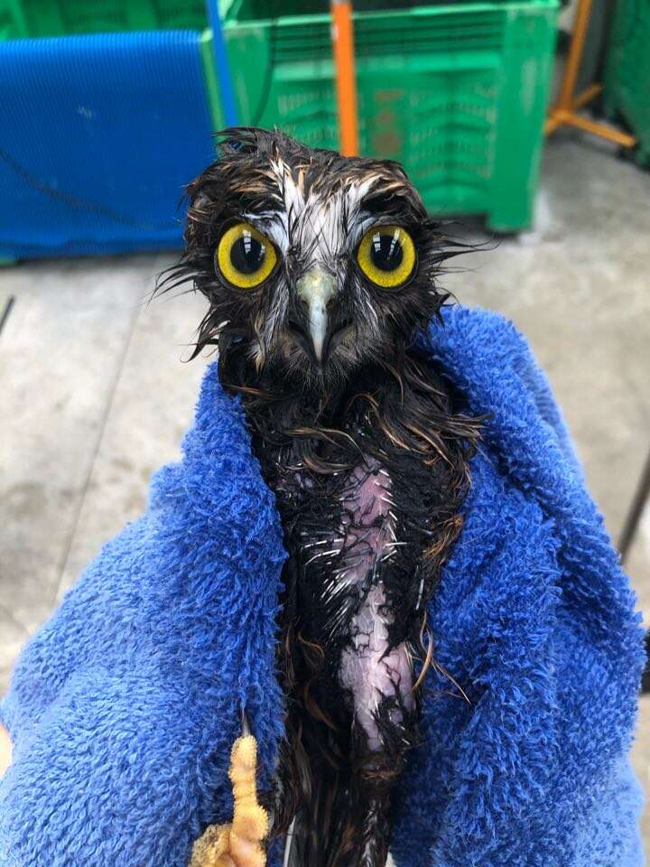 This little rescue owl needed a bath and her photos are surprisingly adorable