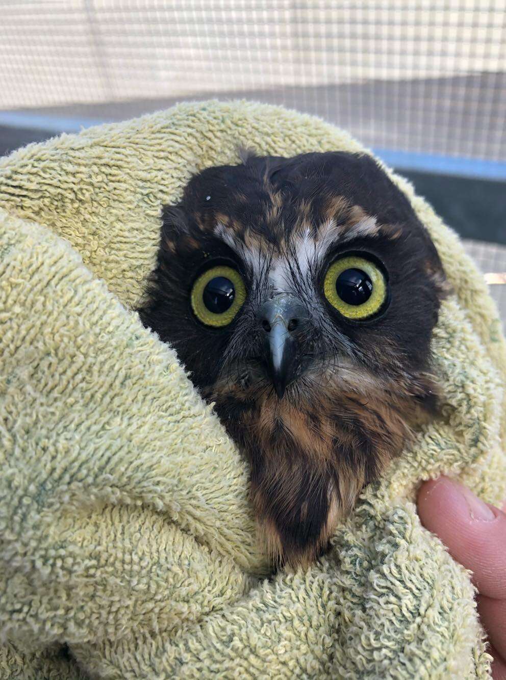 This little rescue owl needed a bath and her photos are surprisingly adorable