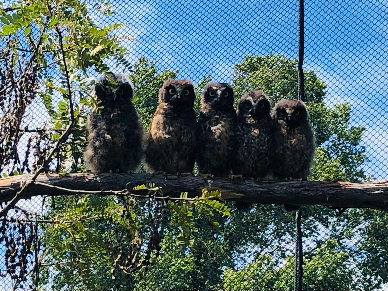 This little rescue owl needed a bath and her photos are surprisingly adorable