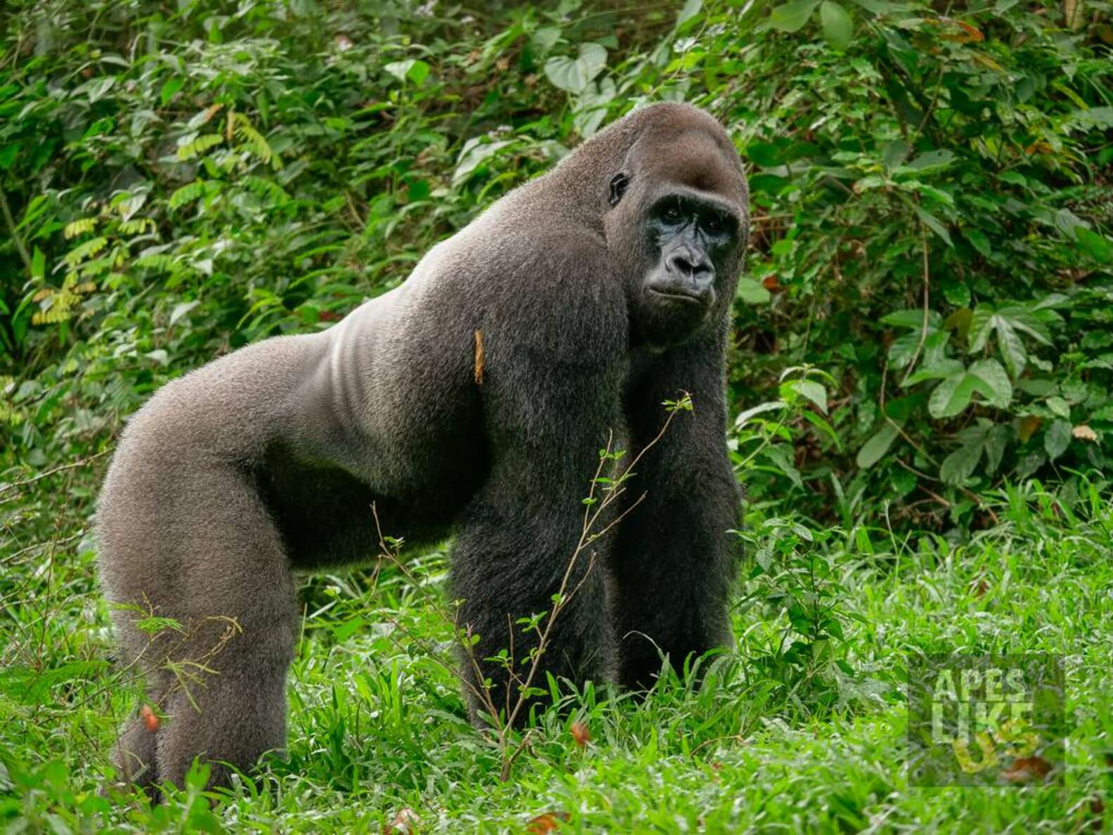 The gentle gorilla discovers the tiniest new friend in the jungle.