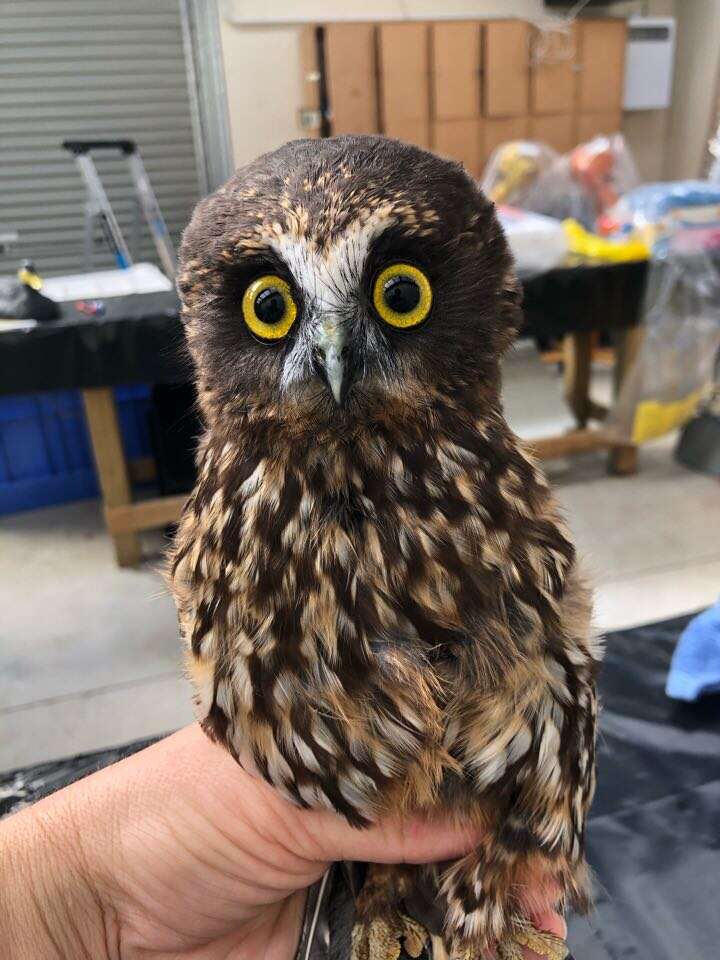 This little rescue owl needed a bath and her photos are surprisingly adorable