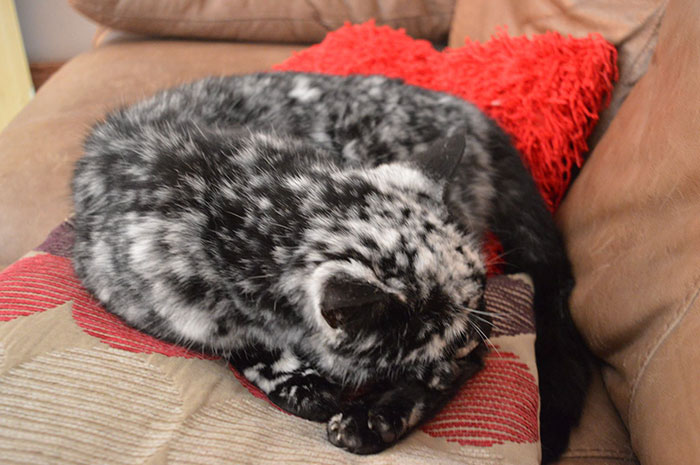 The 19-year-old black cat turned into a marbled beauty, most likely due to a rare skin disease