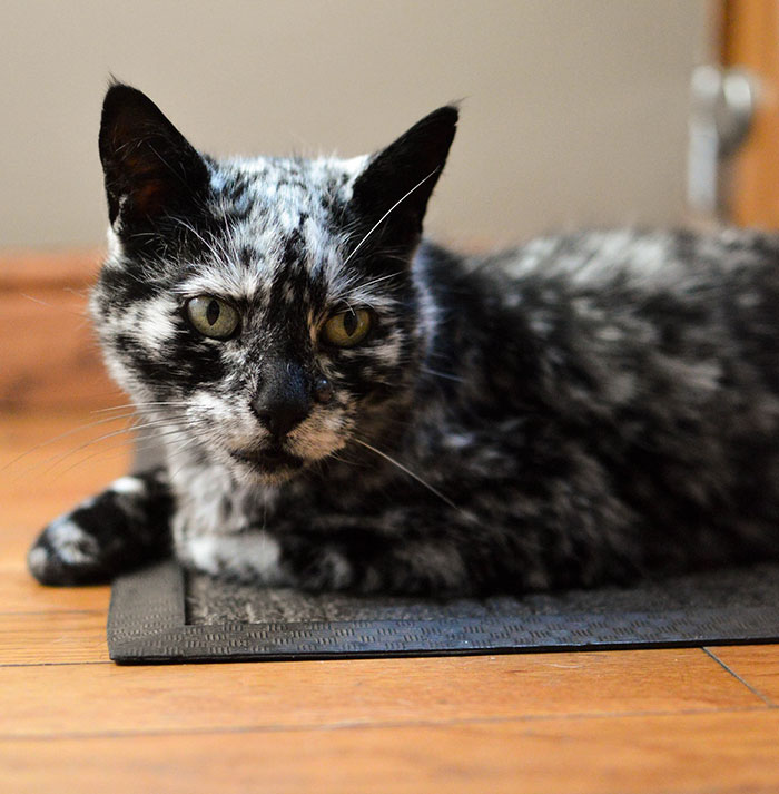 The 19-year-old black cat turned into a marbled beauty, most likely due to a rare skin disease