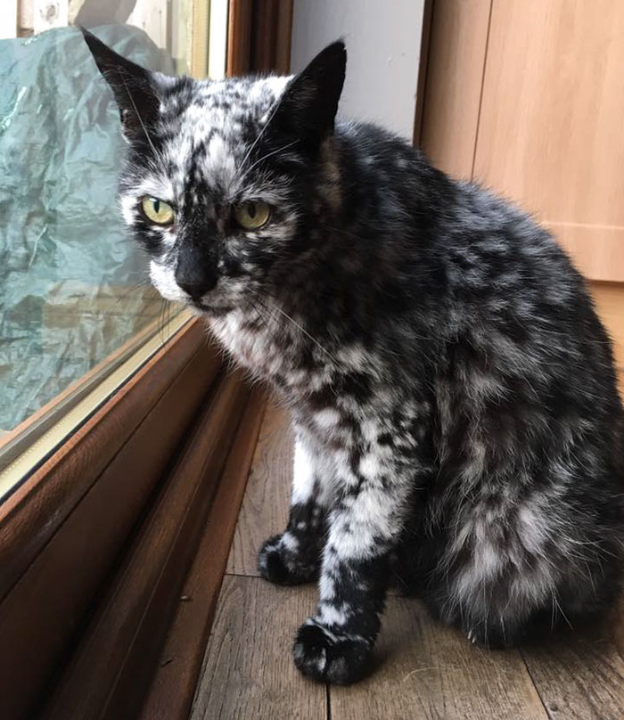 The 19-year-old black cat turned into a marbled beauty, most likely due to a rare skin disease