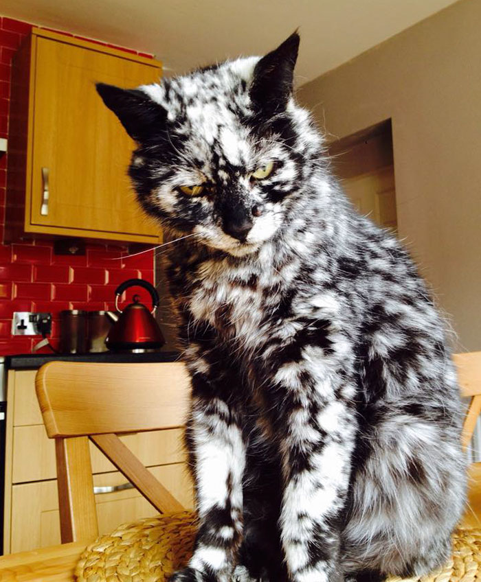 The 19-year-old black cat turned into a marbled beauty, most likely due to a rare skin disease