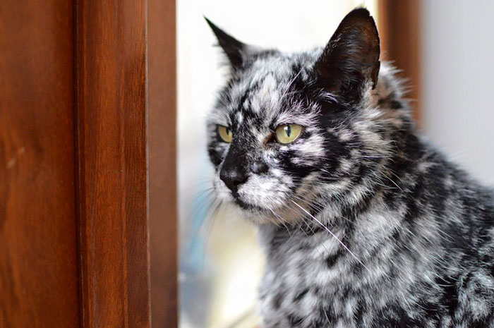 The 19-year-old black cat turned into a marbled beauty, most likely due to a rare skin disease