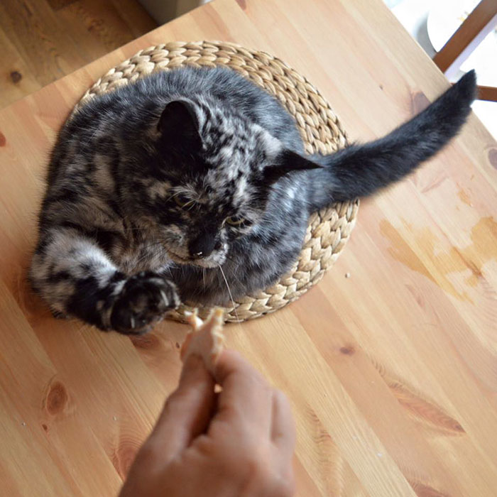 The 19-year-old black cat turned into a marbled beauty, most likely due to a rare skin disease