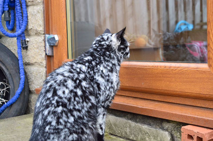 The 19-year-old black cat turned into a marbled beauty, most likely due to a rare skin disease