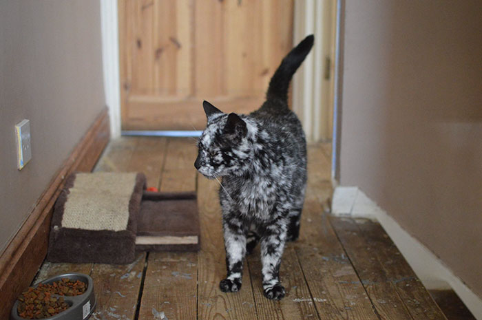 The 19-year-old black cat turned into a marbled beauty, most likely due to a rare skin disease