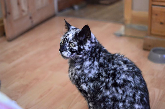 The 19-year-old black cat turned into a marbled beauty, most likely due to a rare skin disease