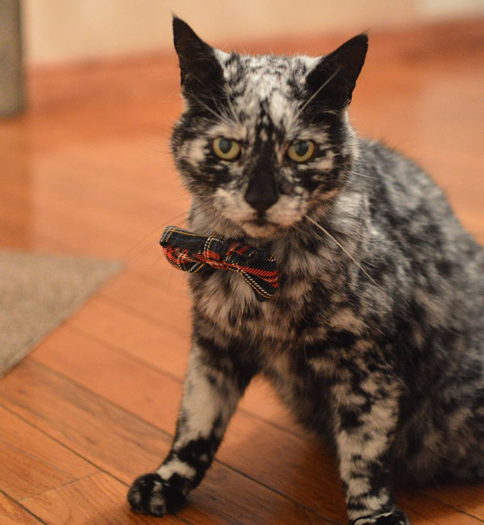 The 19-year-old black cat turned into a marbled beauty, most likely due to a rare skin disease