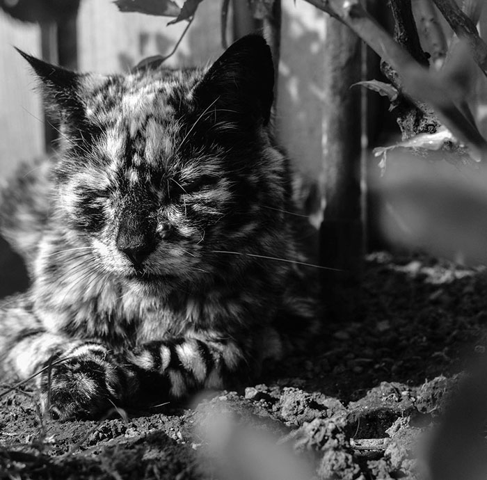 The 19-year-old black cat turned into a marbled beauty, most likely due to a rare skin disease