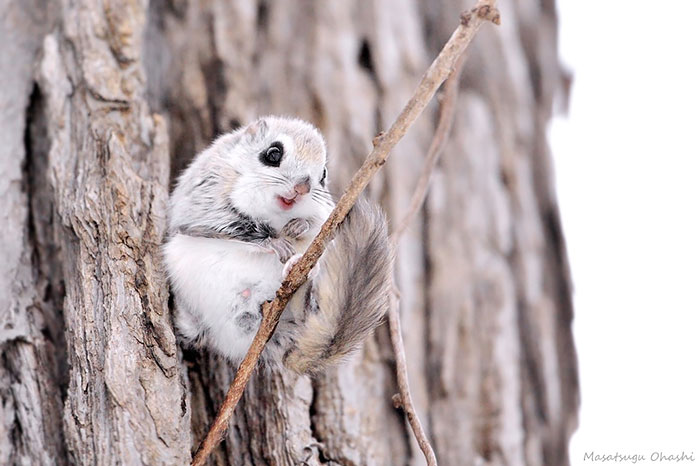 Japanese and Siberian flying squirrels may be the cutest animals in the world