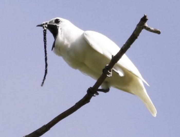 Hear the loudest bird call in the world, rivaling even a jet engine.