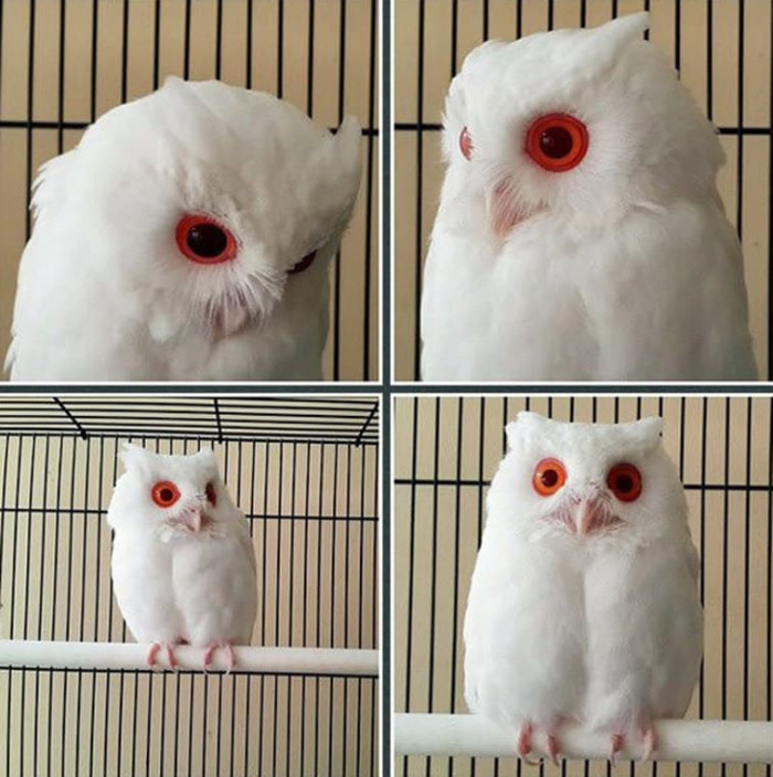 The red-eyed white owl is extremely rare and incredibly magical.