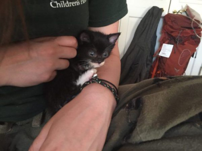 A woman sacrificed her last salary to save a desperate kitten from the rain