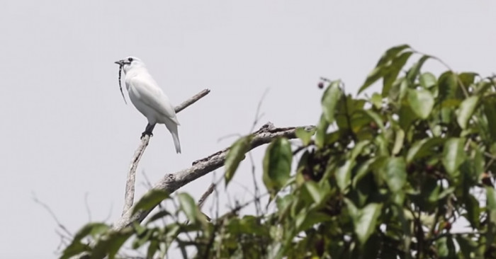 Hear the loudest bird call in the world, rivaling even a jet engine.