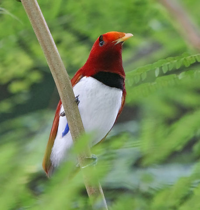 With its bright colors, the Kingbird of Paradise is a living gem.