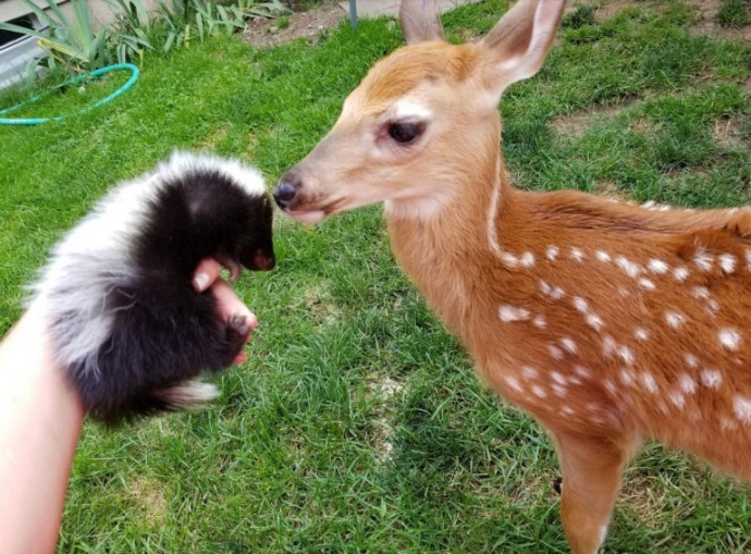 A woman left her back door open during a storm and found three deer in her living room.