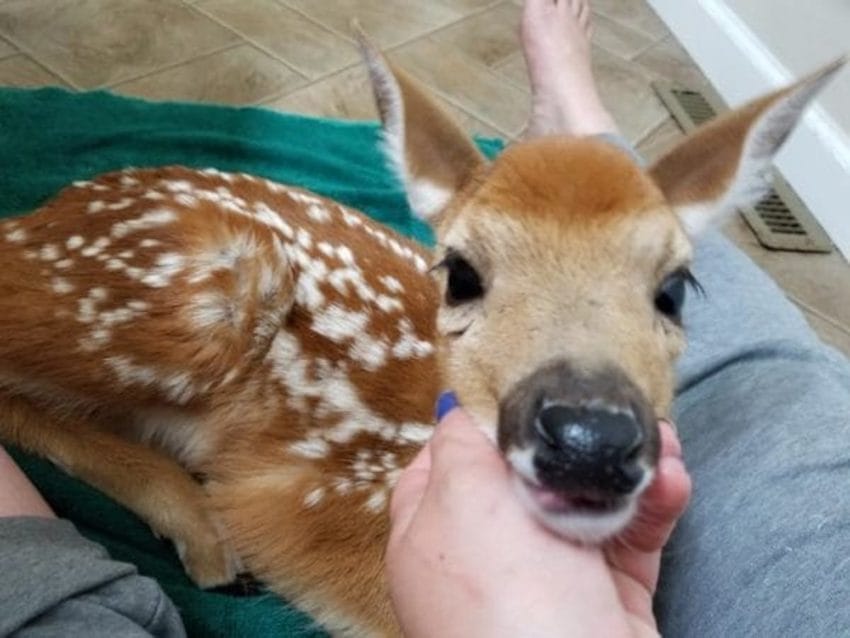 A woman left her back door open during a storm and found three deer in her living room.