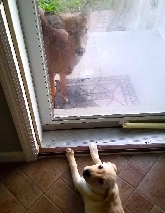 A woman left her back door open during a storm and found three deer in her living room.