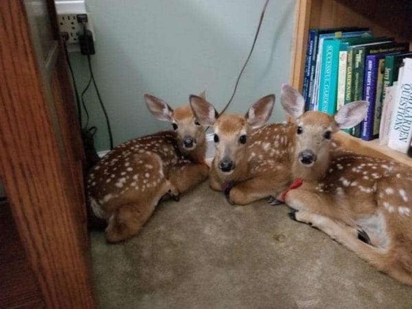 A woman left her back door open during a storm and found three deer in her living room.